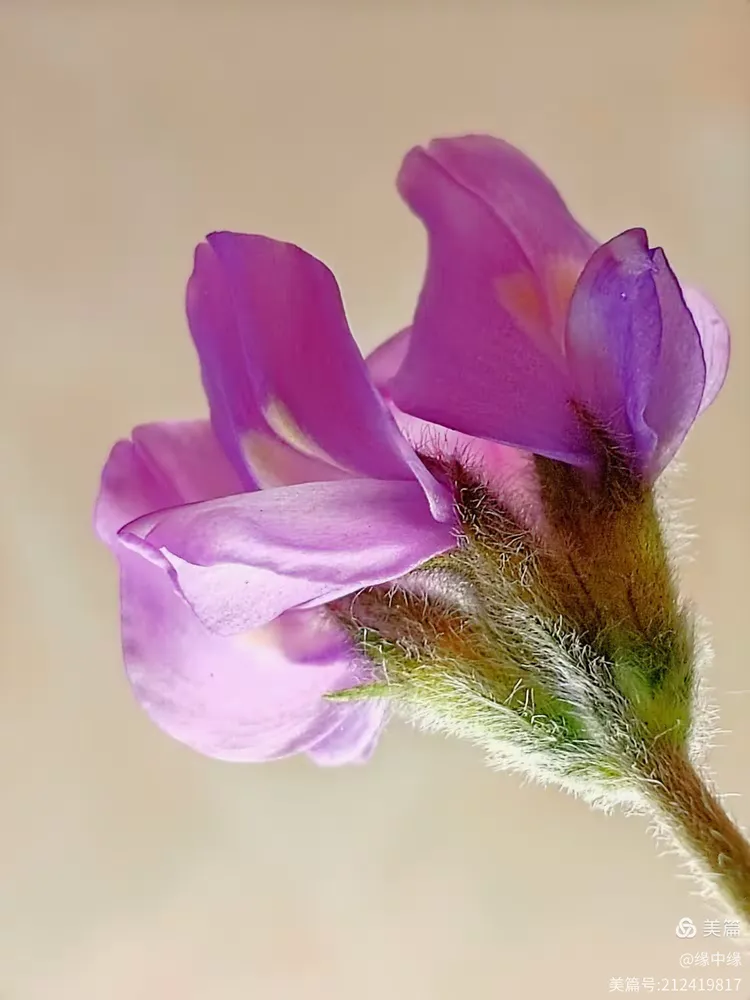 《微距春天摄影》魅力米口袋花
